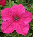 Петунія Віртуоз Bright Rose