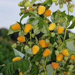 Малина Жовте Чудо преміум