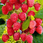 Безшипа малина Столешник (ВКС)