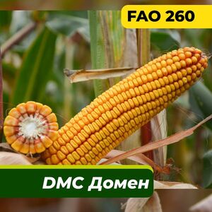 ДМС Домен, ФАО 260 (Маїс Дніпро, Ukraine) 