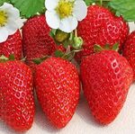 Розсада полуниці Ліноса (ВКС)