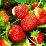 Розсада полуниці фестивальна ромашка (ВКС)