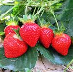 Саджанці полуниці Роміна (ВКС)