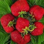 Саджанці полуниці Хумі Гранде (Humi Grande) (ВКС)