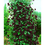 Троянда плетиста 