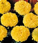 Чорнобривці АМЕРИКАНСЬКІ Чикаго Orange