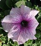 Петунія Віртуоз Blackberry