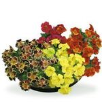 Губастик крупноквітковий Окинава Formula Mixed