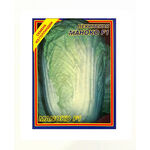 Насіння пекінської капусти Маноко 15 шт