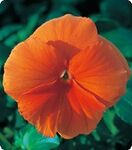 Дінастія Orange Blotch