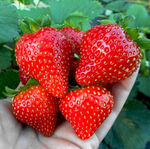 Саджанці середньоранньої полуниці Віма Занта (ВКС) 5 шт.