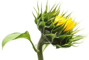 Борислав (-, Ukraine) 