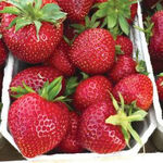 Розсада полуниці Фейт (ВКС)