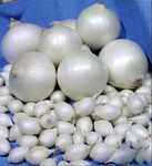 Цибуля сіянка Гледстоун 0,5 кг