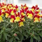 Левиний Зів Парадиз