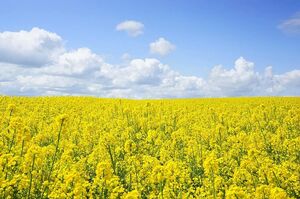 Gold (Best Seeds, Украина) 