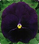 Дінастія Рurple