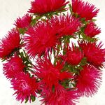 Насіння Айстра Голчаста 0,3 г (Насіння країни)