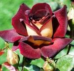 Троянда чайно-гібридна Едді Мітчіл