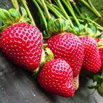 Розсада полуниці Фейз (ВКС)