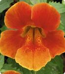 Губастик Великоквітковий Окинава Yellow Blotch