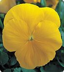 Дінастія Yellow