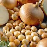 Лук сівок Радар 0,5 кг