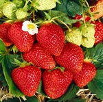 Саджанці пізньої полуниці Мальвіна (ВКС) 5 шт.