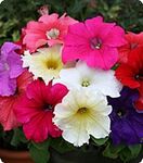 Петунія Віртуоз Formula Mixed