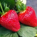 Розсада полуниці Мурано