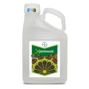 Серенада АСО (Байєр, Germany) 