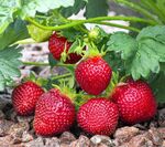 Саджанці середньостиглої полуниці Сібілла (Sibilla) - 5 шт. (ВКС)