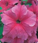 Петунія Віртуоз Salmon