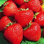 Розсада полуниці Кабрілло (ВКС)