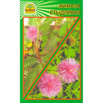 Насіння Мімоза сором'язлива 5 шт. (Насіння країни)