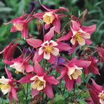 Насіння Аквілегія (водозбір) 0,2 г