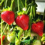 Саджанці полуниці Корі (ВКС)