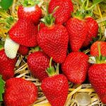 Розсада полуниці сорт Капрі (ВКС)