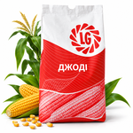  Джоді  