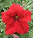 Петунія Віртуоз Red