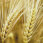 Ячмень ярий Сталкер