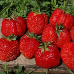 Саджанці великоплідної полуниця Гігантела Максі (ВКС) 5 шт.