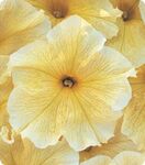 Петунія Віртуоз Sunshine