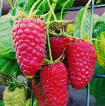 Малина великоплідна Слава Україні (ВКС)