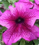 Петунія Віртуоз Plum