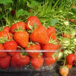 Саджанці  полуниці Матіс (Matis) - 5 шт.