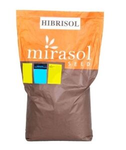 Инесол 2025 год (Mirasol Seed, Spain) 