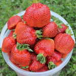 Саджанці полуниці Гігант Джорнея 5 шт.